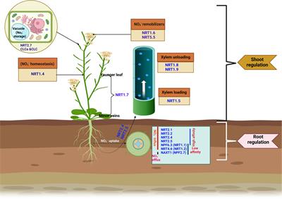 Unlocking the potentials of nitrate transporters at improving plant nitrogen use efficiency